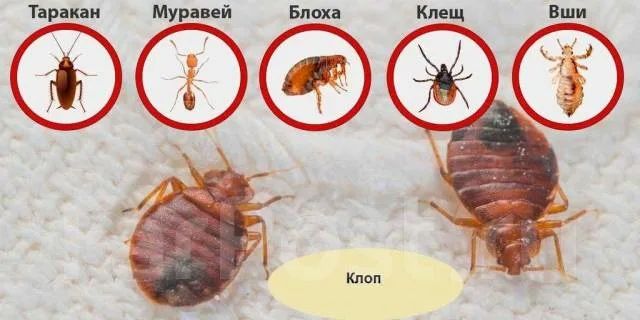 Дезинфекция дезинсекция детатизация озонирование