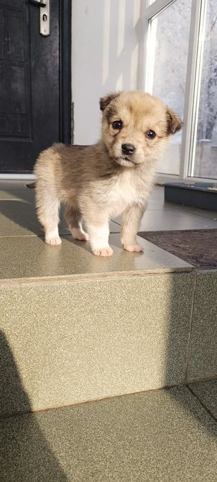 Отдам щенков в добрые руки .