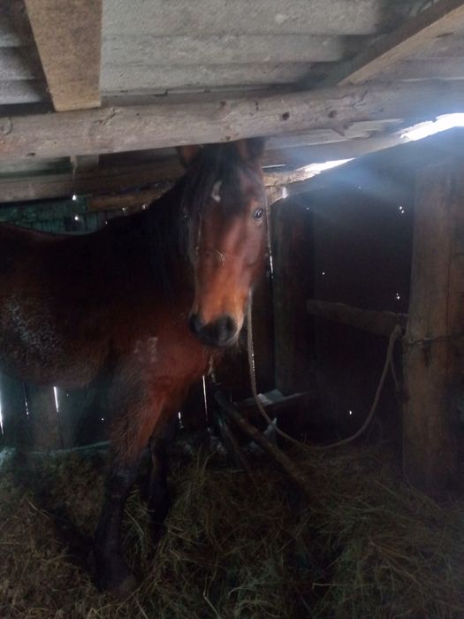 Кобыла 4года полутях