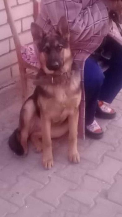 Пропала немецкая овчарка