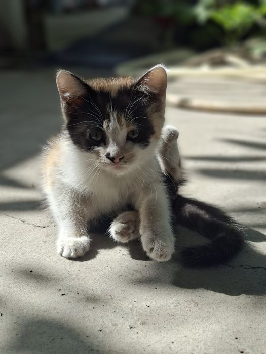Отдам котёнка в добрые руки