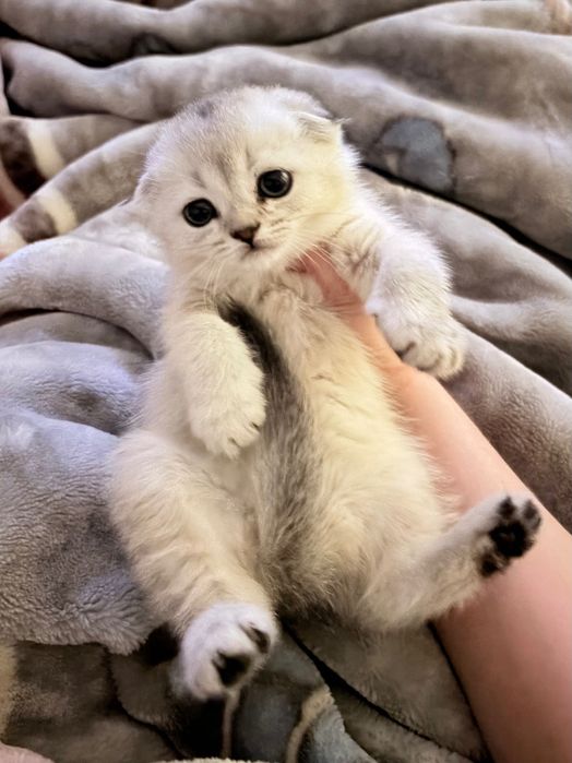 Продам котенка серебристая шиншилла скоттиш-страйт