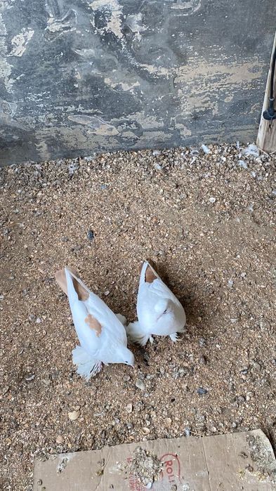 Спарный     спарный