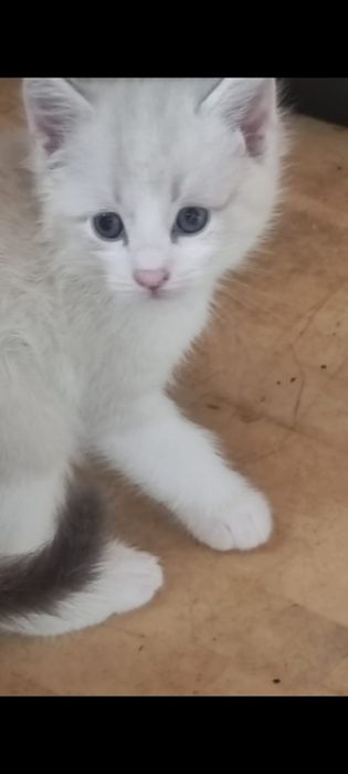 Отдам котяток в хорошие руки