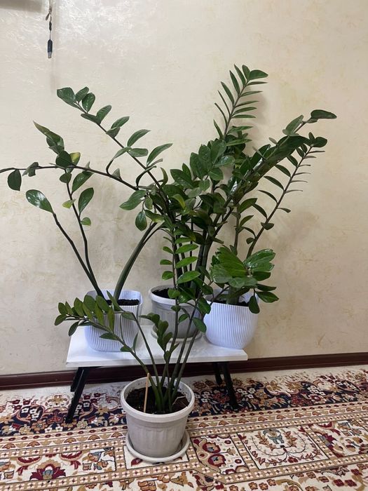 Замиокулькас цветы