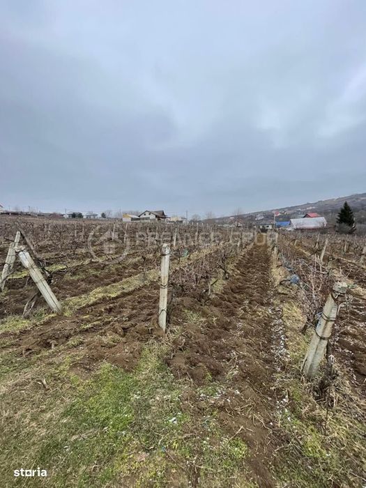Teren intravilan 2.617mp, Chicerea, comuna Tomești, 26€/mp