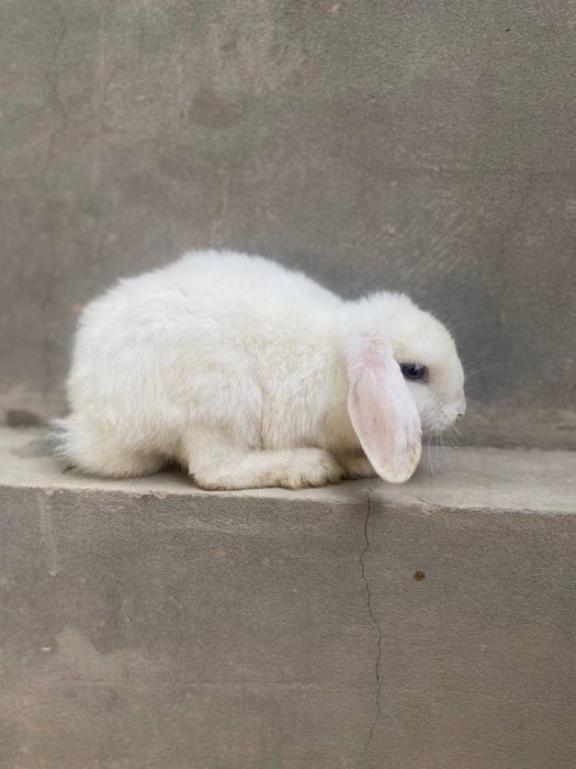 Karlik quyon baran zotor