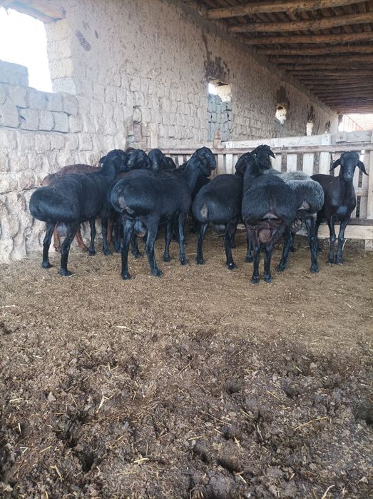 Quchqorla sotiladi semiz qulogʻlari butun