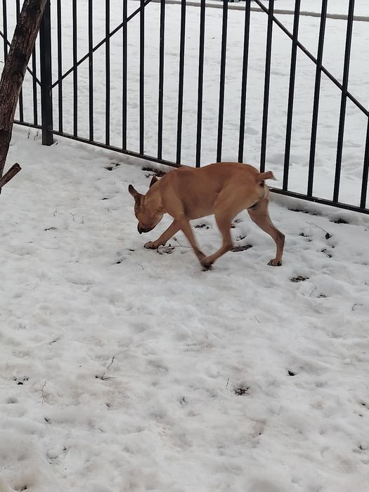 Найдена собака, кобель