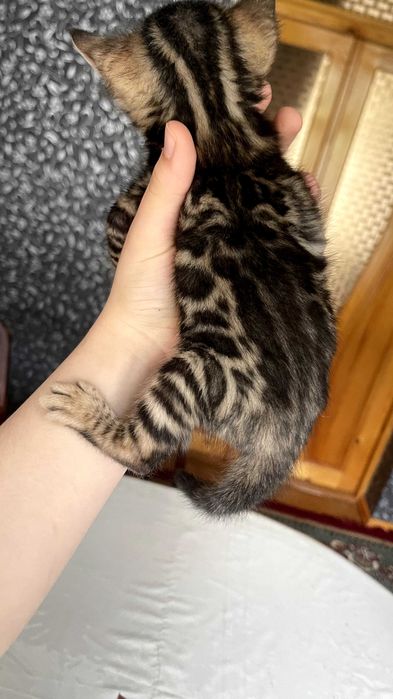 Клубный Бенгальские котят!!