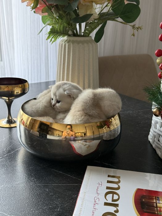 Продам котят Шиншиллы.
