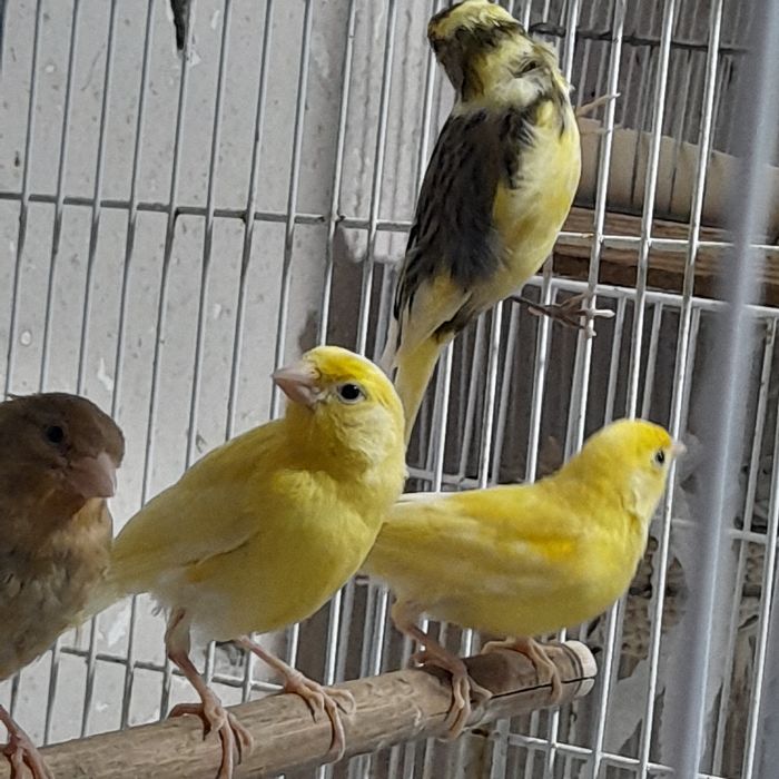 Канарейкалар сотилади.