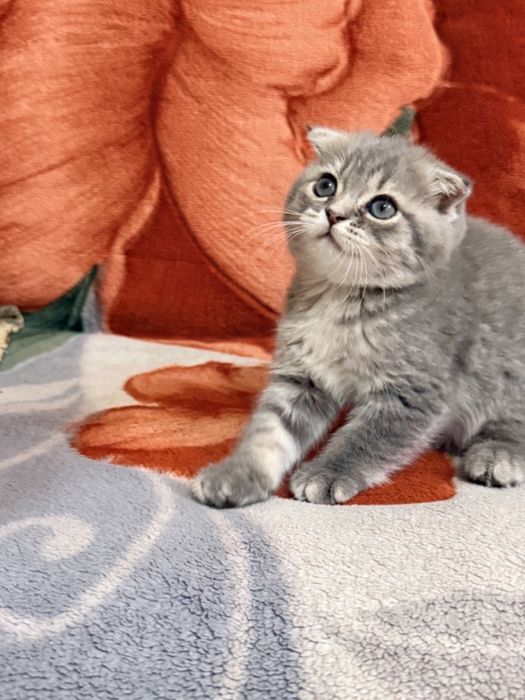 Веслоухая шотландская кошечка