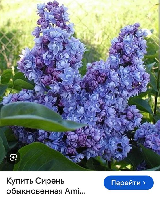 Сирень элитных сортов