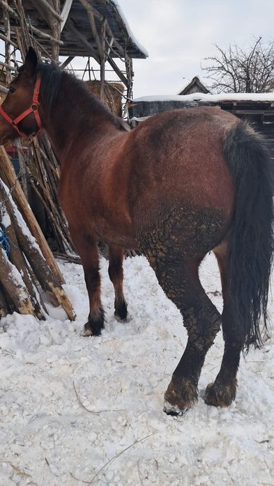 Vând manza de 4 ani cu pașaport