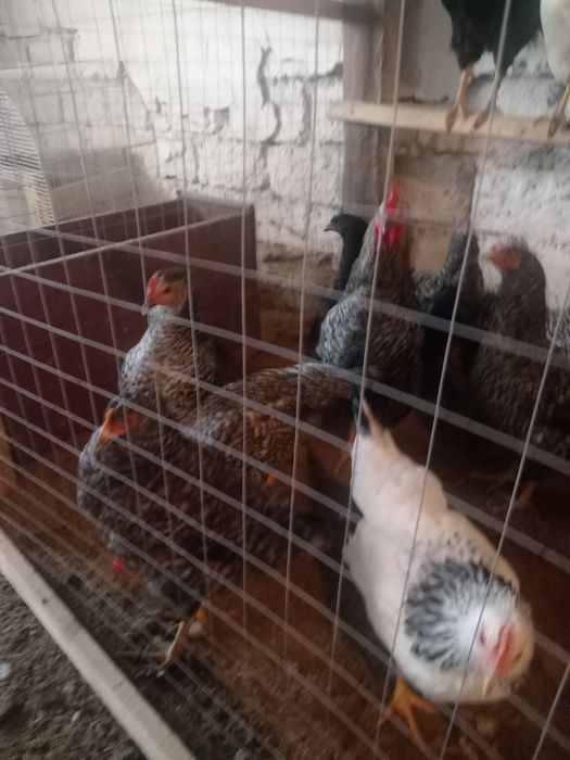 продам кур молодок