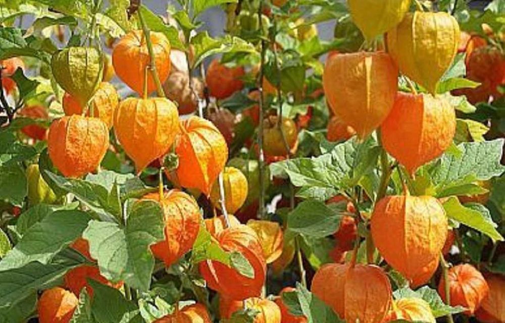 Физалис (Земна череша)