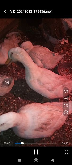 Утки живьём белые