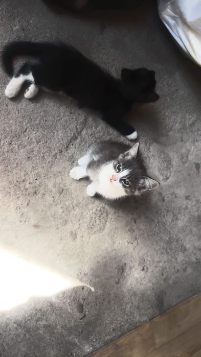 2 котят (1мес каждой)