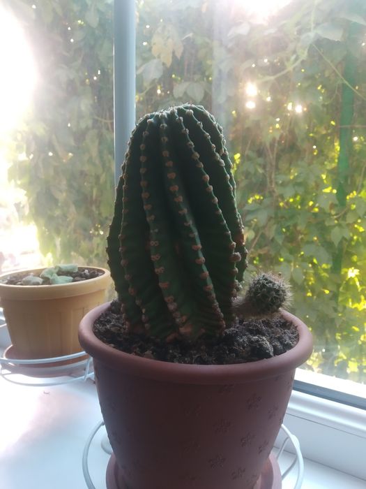 Распродаю разные комнатные растения