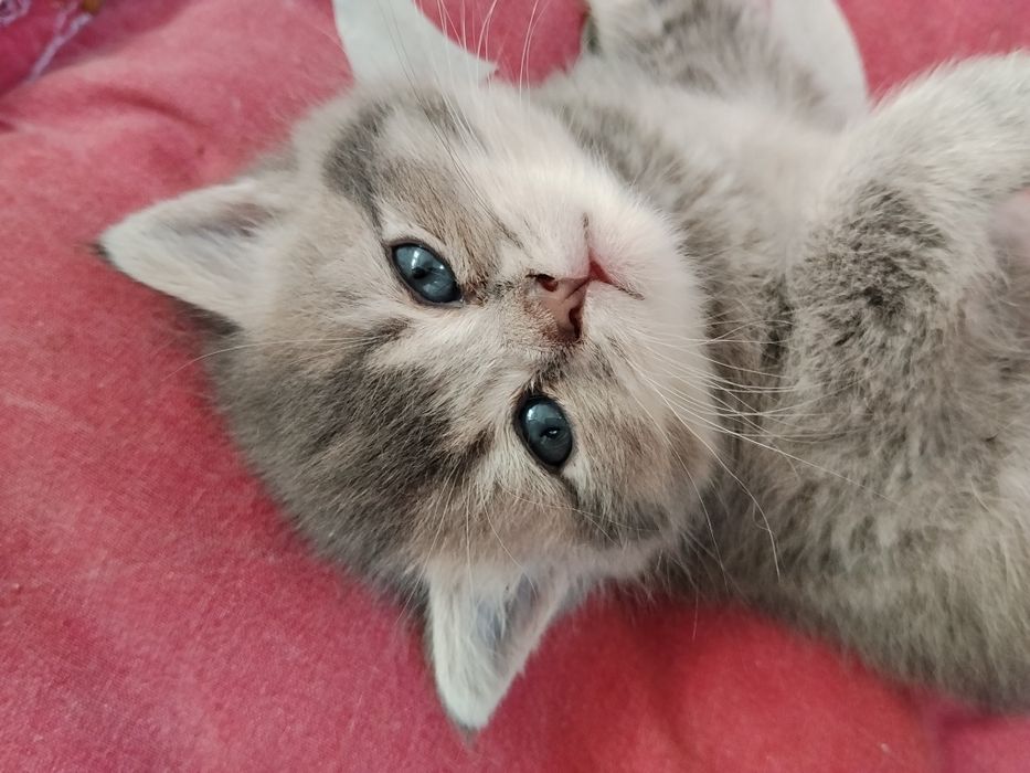 Срочно Продаётся котят