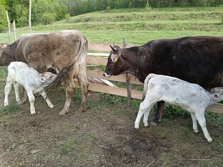 2 viței de vânzare, 2-3 săptămâni, 5000 lei amandoi