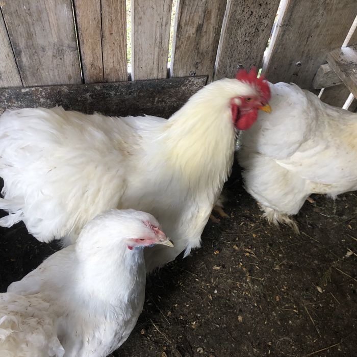 Oua pentru incubat rase mari de prestigiu