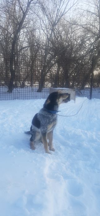 Отдам собаку бесплатно, девочка.