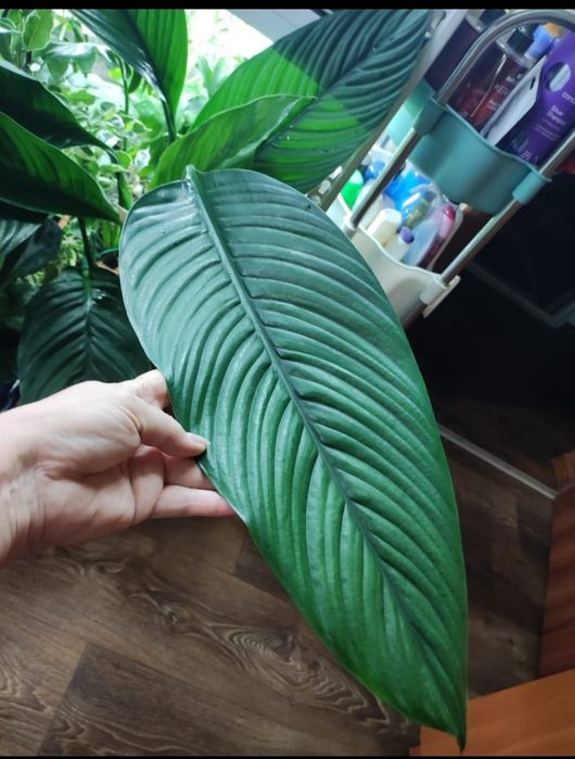 Спастифиллум Сенсация