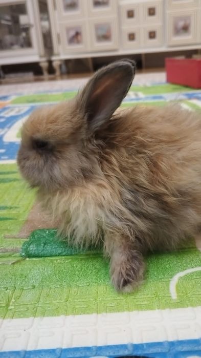 Карликовые кролики