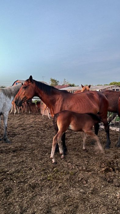 продам кобылу с жеребенком