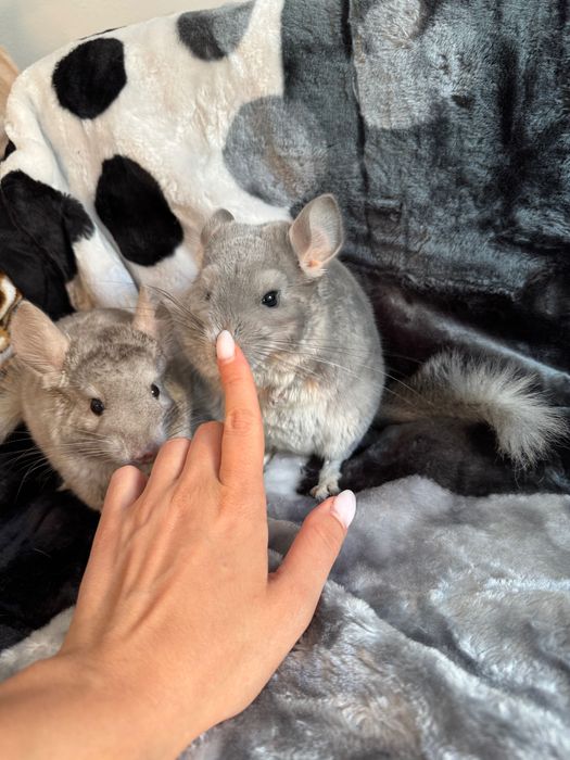 Chinchilla de vanzare