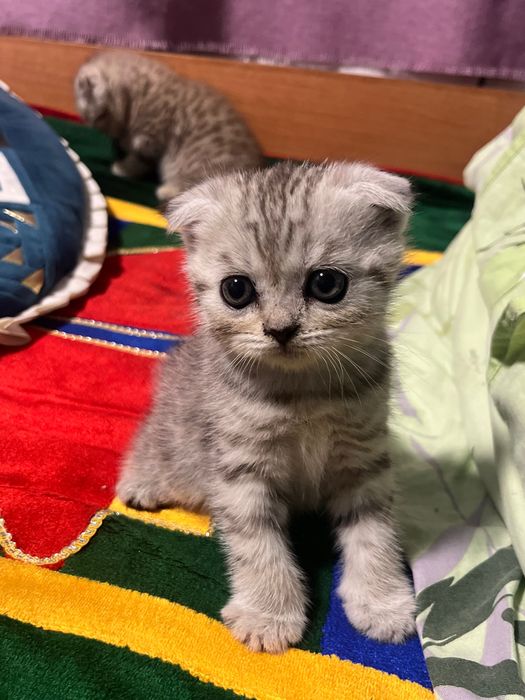 Котята вислоухие