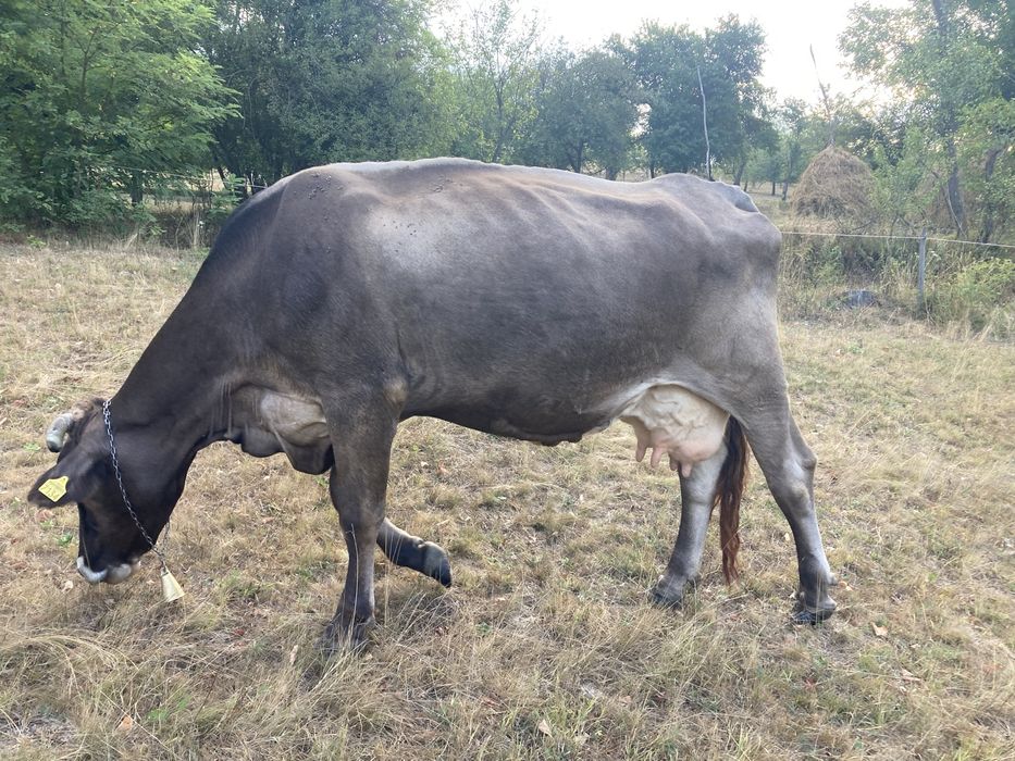 Vaca bruna de vanzare