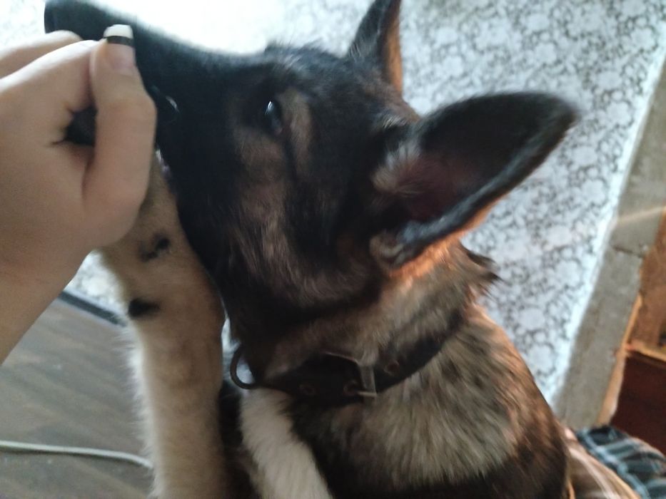 отдам в добрые руки