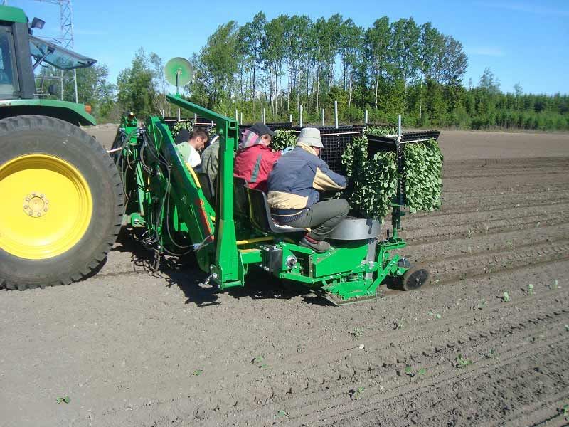 Sfoggia Florida сажалка СОТИЛАДИ!
