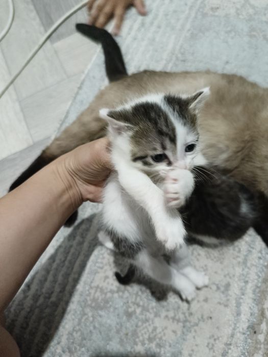 Отдам даром котёнки