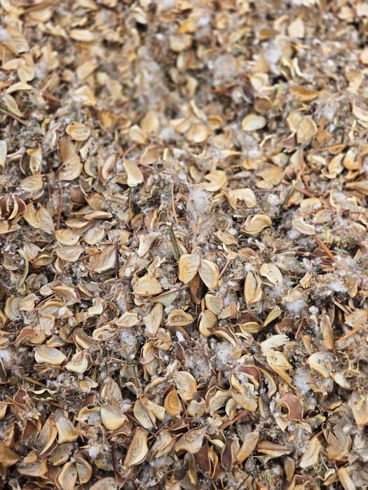 Paxta chanoq chingalak goza.pochoq