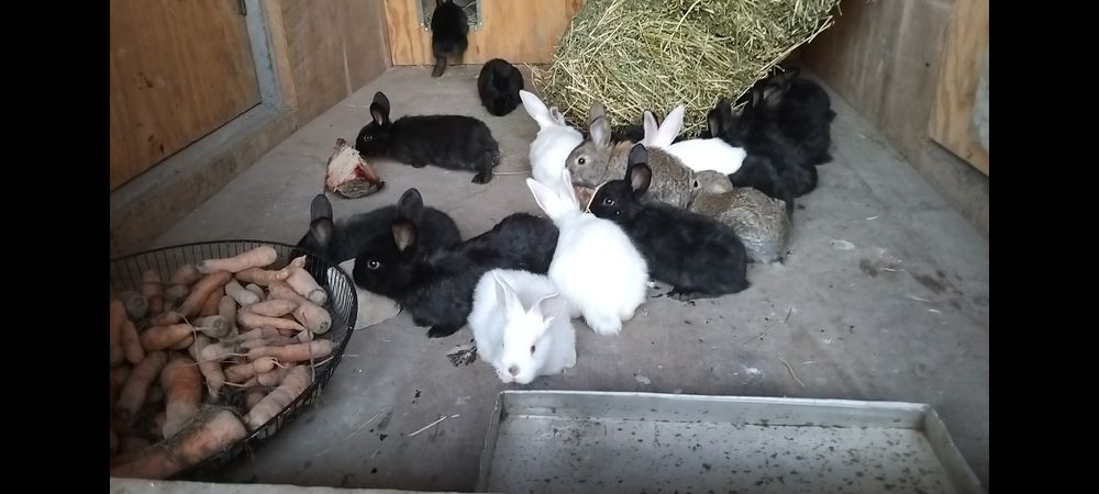 Velikan quyon sotiladi