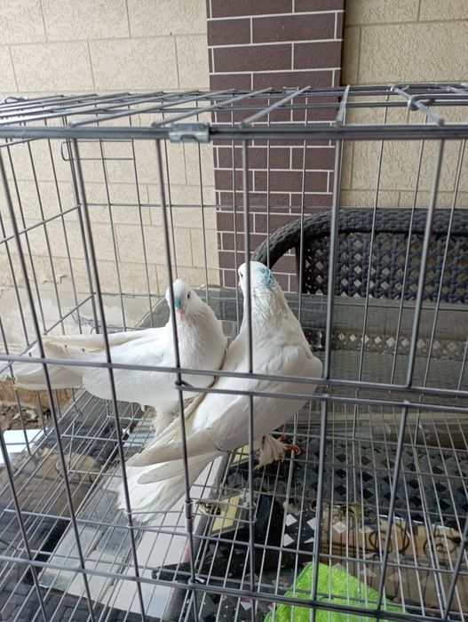 Продам Андижанских голубей