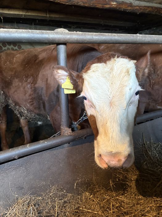 Продам быков и нетелей