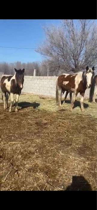 Байталдар, тайлар сатылады