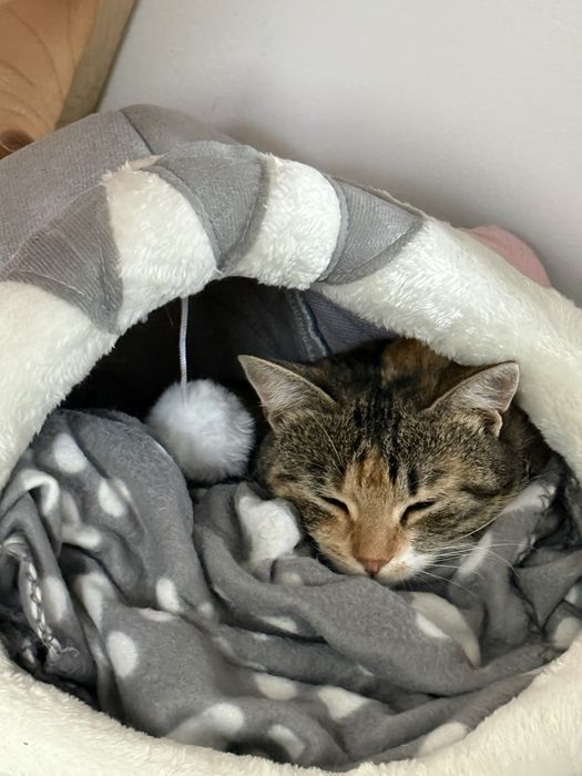 Donez pisică sterilizată, deparazitată