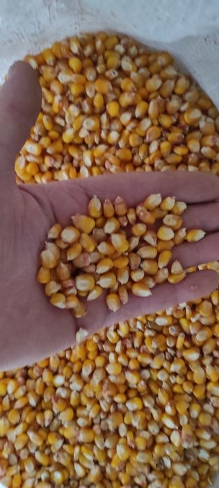 Porumb ambalat la saci