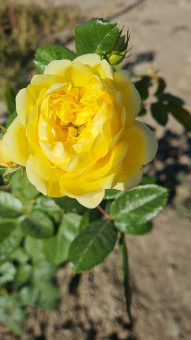 Тал мен жүзімге күзгі күтім.Қию