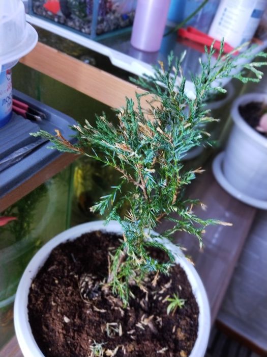 Туя хвойное растение