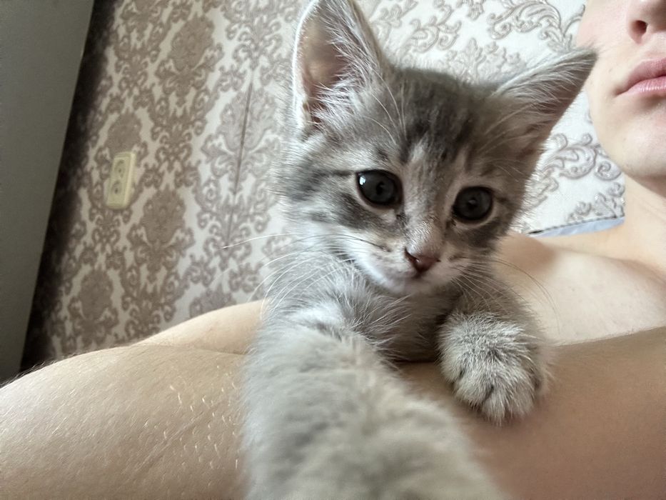 Отдам кошку(шотландская)