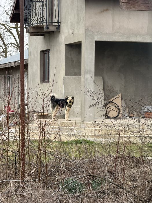 Dau spre adoptie 6 fetite metis Ciobanesc German