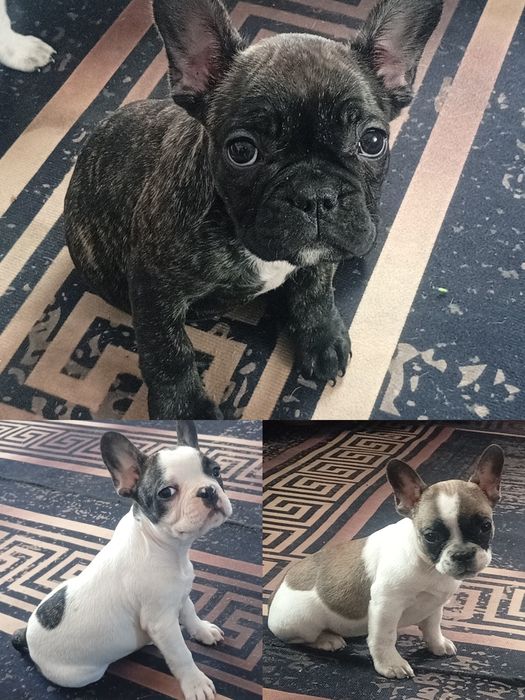 Французский бульдог. Срочно!!