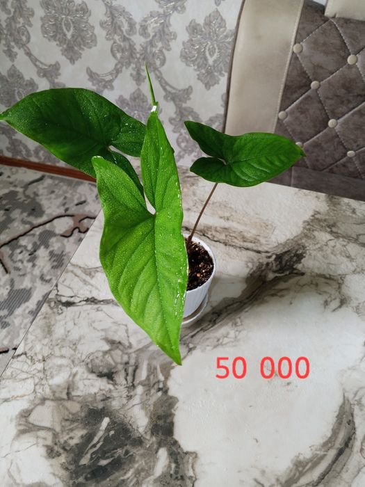 Продаются цветы комнатные.